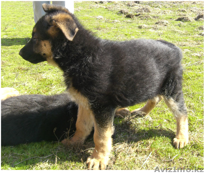 Немецкая овчарка (щенки) - Изображение #6, Объявление #411933