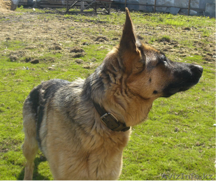 Немецкая овчарка (щенки) - Изображение #5, Объявление #411933