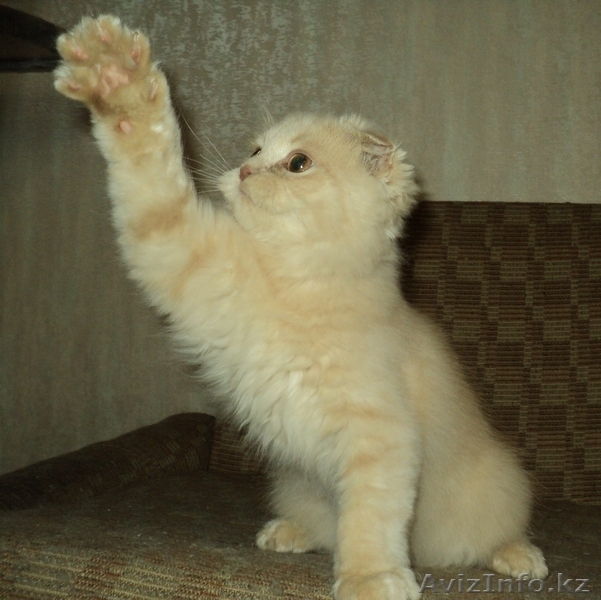 Шотландские вислоухие котики - Изображение #2, Объявление #399382