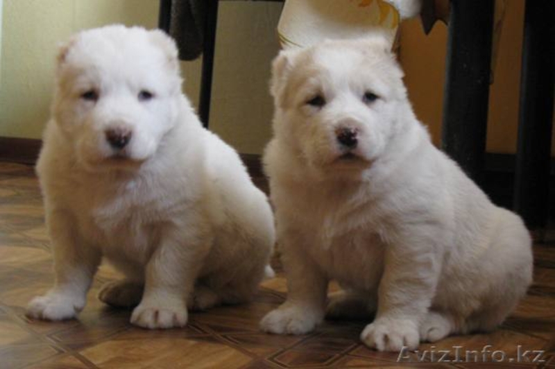 Щенки среднеазиатской овчарки  для продажи!  - Изображение #3, Объявление #435601