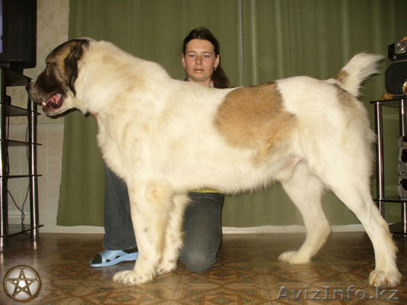 Щенки среднеазиатской овчарки  для продажи!  - Изображение #2, Объявление #435601