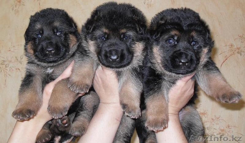 НЕМЕЦКОЙ ОВЧАРКИ щенки  в питомнике - Изображение #2, Объявление #471988