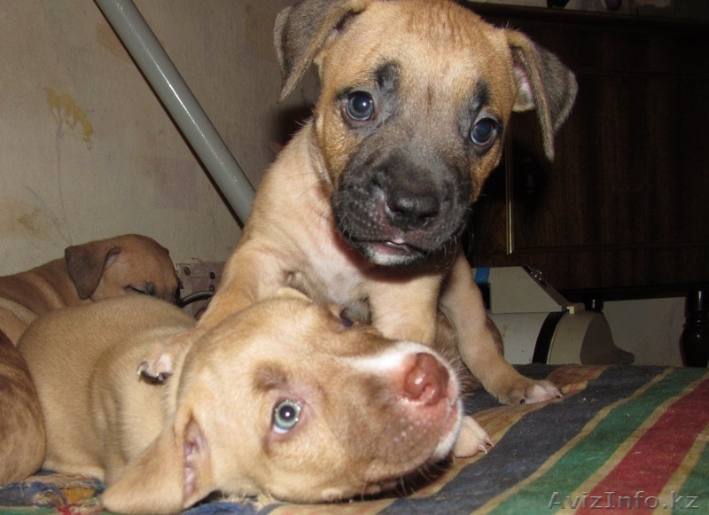 Щенки питбультерьера - Изображение #6, Объявление #477100