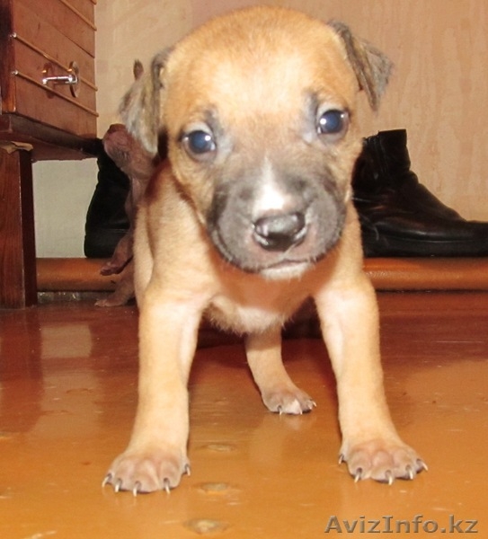 Щенки питбультерьера - Изображение #1, Объявление #477100