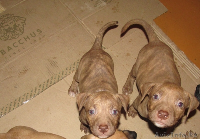 Щенки питбультерьера - Изображение #7, Объявление #477100
