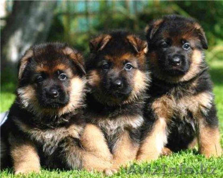 НЕМЕЦКОЙ ОВЧАРКИ щенки  в питомнике - Изображение #1, Объявление #471988