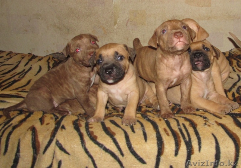 Щенки питбультерьера - Изображение #2, Объявление #477100