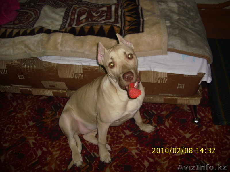 Щенки питбультерьера - Изображение #5, Объявление #477100