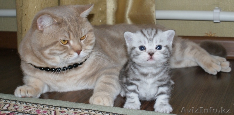 британские котята с родословной - Изображение #3, Объявление #489364