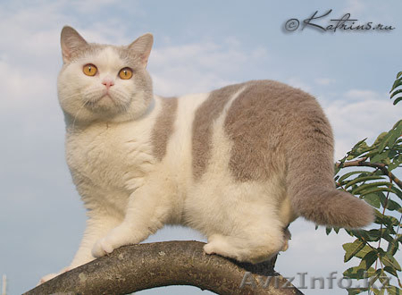 Элитные британские котята редких окрасов,д.р.17.02.2012 - Изображение #1, Объявление #586640