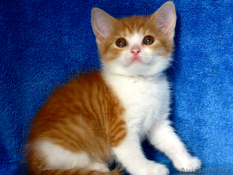 Элитные британские котята редких окрасов,д.р.17.02.2012 - Изображение #6, Объявление #586640