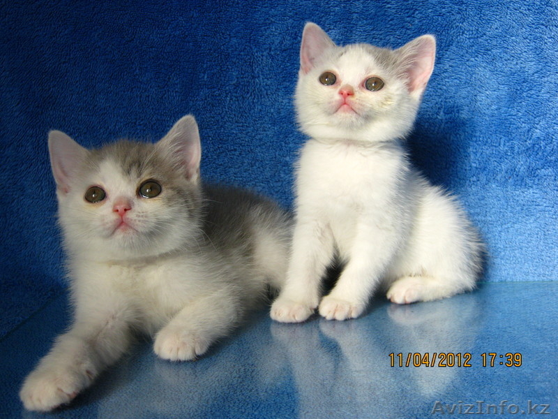Элитные британские котята редких окрасов,д.р.17.02.2012 - Изображение #5, Объявление #586640