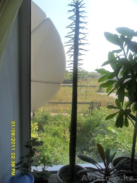 Продам комнатные цветы - Изображение #2, Объявление #625793