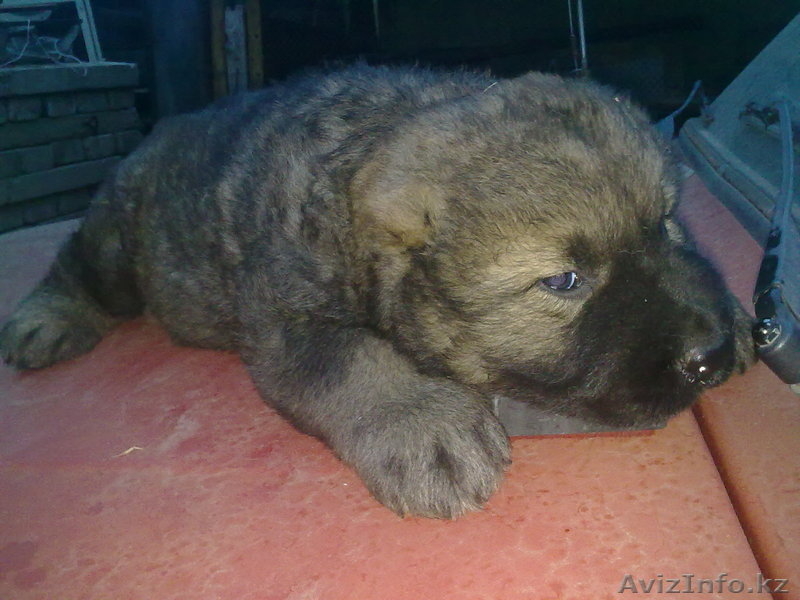 Продам щенков кавказской овчарки - Изображение #1, Объявление #656097