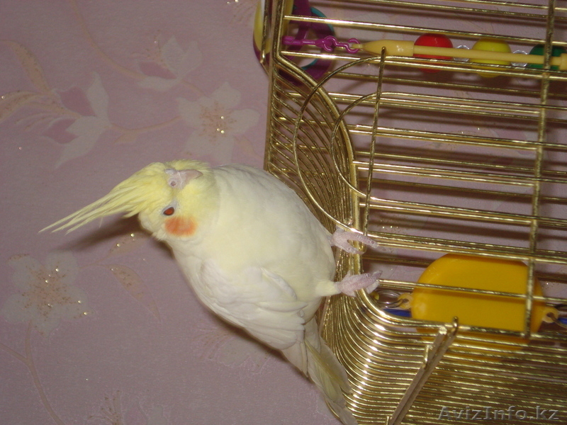 Попугай корелла и волнистый - Изображение #2, Объявление #664462