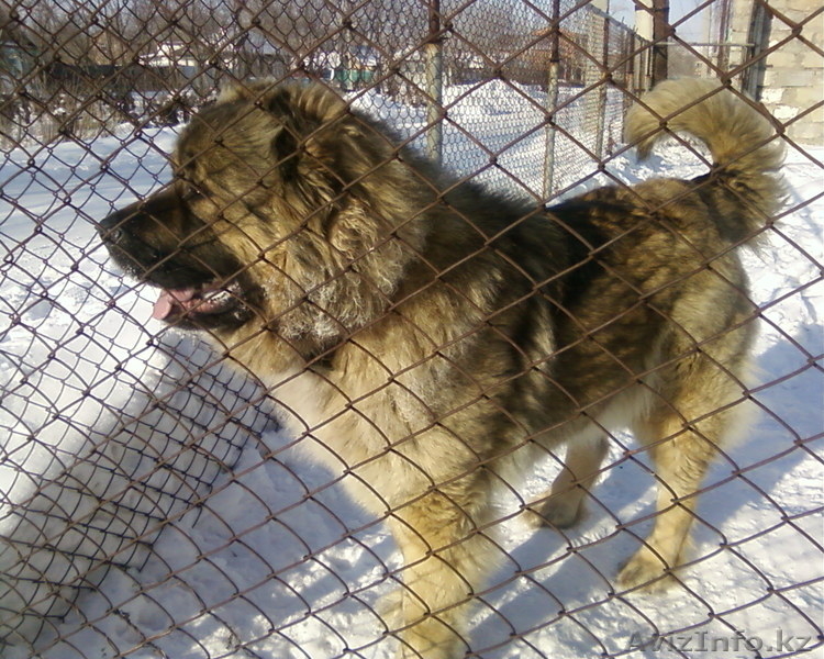 Продам щенков кавказской овчарки - Изображение #4, Объявление #656097