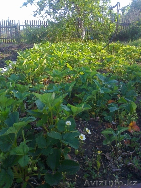 Дача СО "Геолог" 7 соток - Изображение #5, Объявление #669518