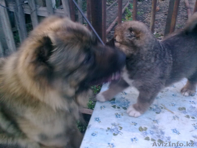 Продам щенков кавказской овчарки - Изображение #2, Объявление #656097