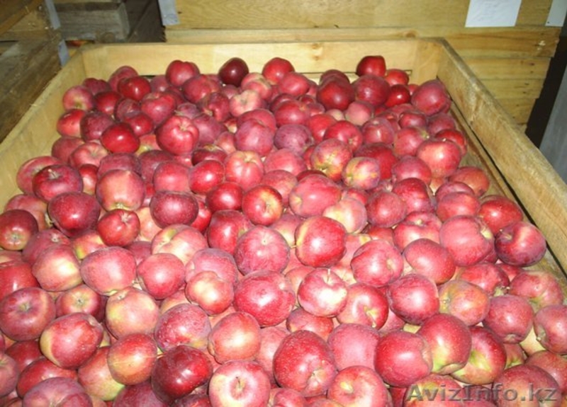 овощи и фрукты оптом - Изображение #1, Объявление #825617