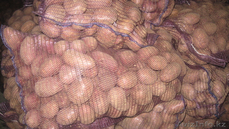 овощи и фрукты оптом - Изображение #2, Объявление #825617