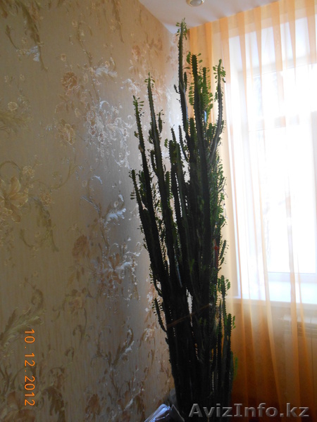 Малочай комнатный - Изображение #1, Объявление #969113