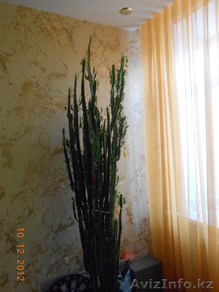 Малочай комнатный - Изображение #2, Объявление #969113