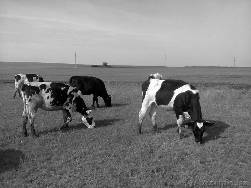 КРС молочного направления (симменталы, черно-пестрые)  - Изображение #3, Объявление #988573