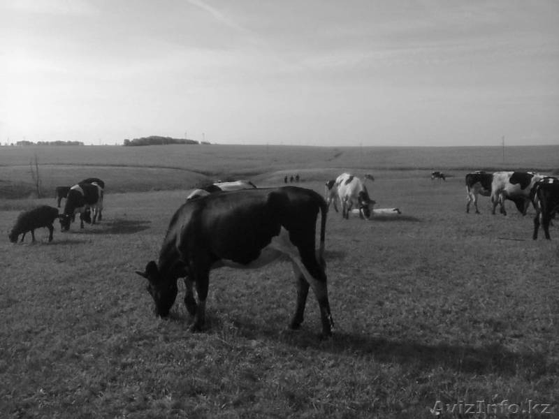 КРС молочного направления (симменталы, черно-пестрые)  - Изображение #4, Объявление #988573