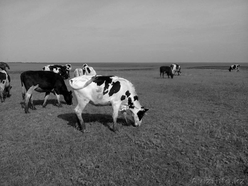 КРС молочного направления (симменталы, черно-пестрые)  - Изображение #5, Объявление #988573