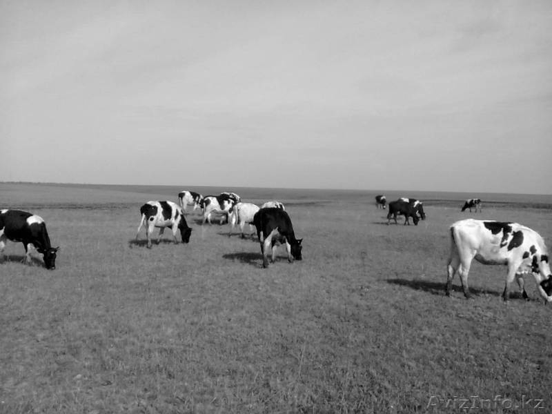 КРС молочного направления (симменталы, черно-пестрые)  - Изображение #6, Объявление #988573