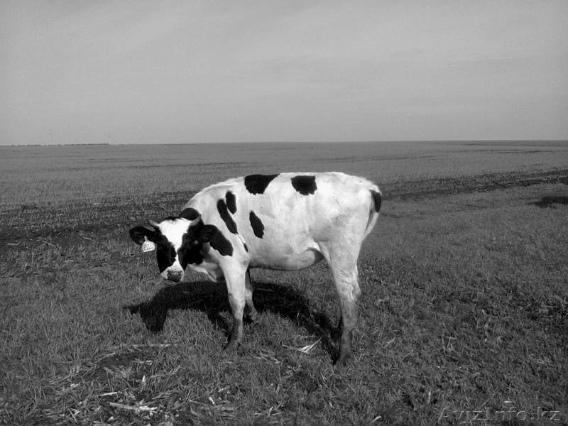 КРС молочного направления (симменталы, черно-пестрые)  - Изображение #7, Объявление #988573