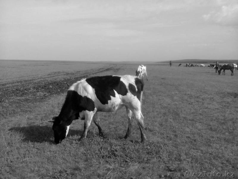 КРС молочного направления (симменталы, черно-пестрые)  - Изображение #8, Объявление #988573