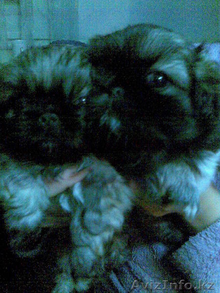 Чистокровный пекинес, темный окрас, 1.5 мес. - Изображение #1, Объявление #1006319