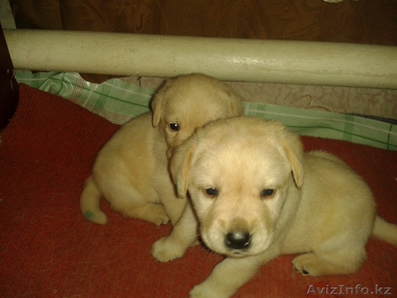 Элитные щенки лабрадора_ретривера - Изображение #1, Объявление #1033481
