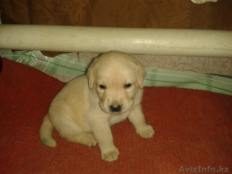 Элитные щенки лабрадора_ретривера - Изображение #2, Объявление #1033481