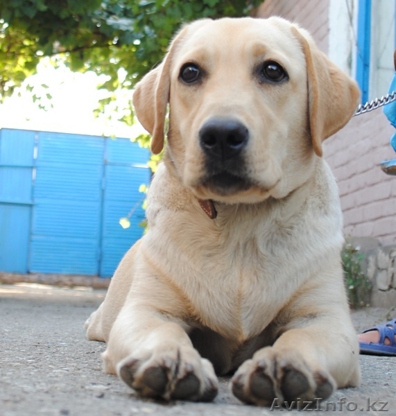 Элитные щенки лабрадора_ретривера - Изображение #3, Объявление #1033481