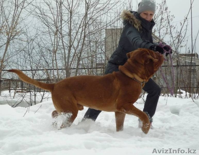 Бордоский дог (Французский мастиф) великолепный кобель 2 года. - Изображение #2, Объявление #1085509