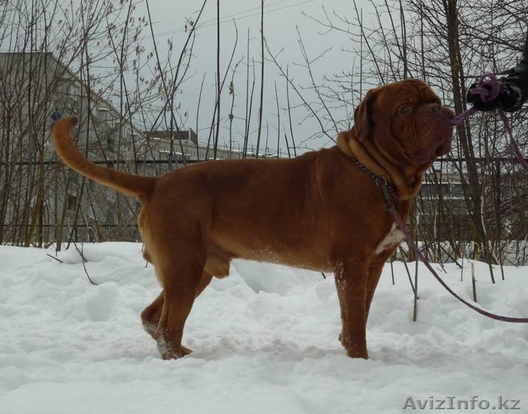 Бордоский дог (Французский мастиф) великолепный кобель 2 года. - Изображение #3, Объявление #1085509