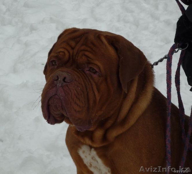 Бордоский дог (Французский мастиф) великолепный кобель 2 года. - Изображение #5, Объявление #1085509
