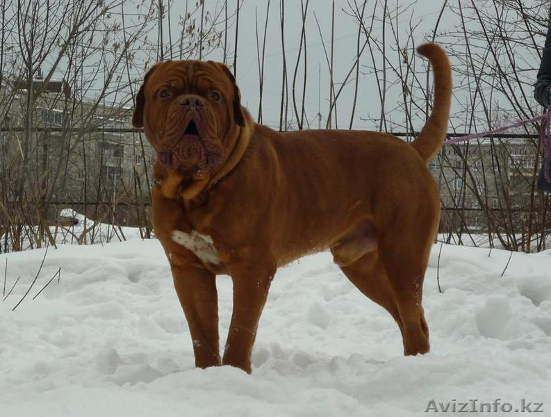 Бордоский дог (Французский мастиф) великолепный кобель 2 года. - Изображение #1, Объявление #1085509