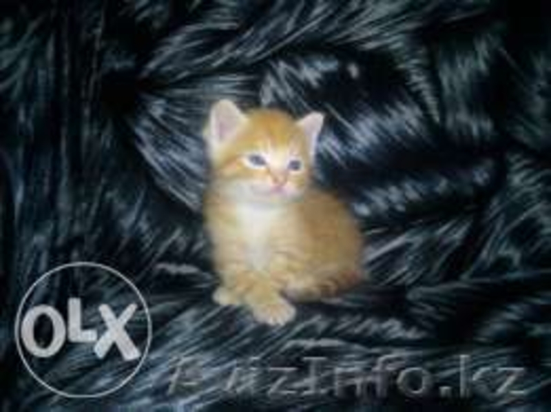 Котята отдам в хорошие руки - Изображение #2, Объявление #1108662