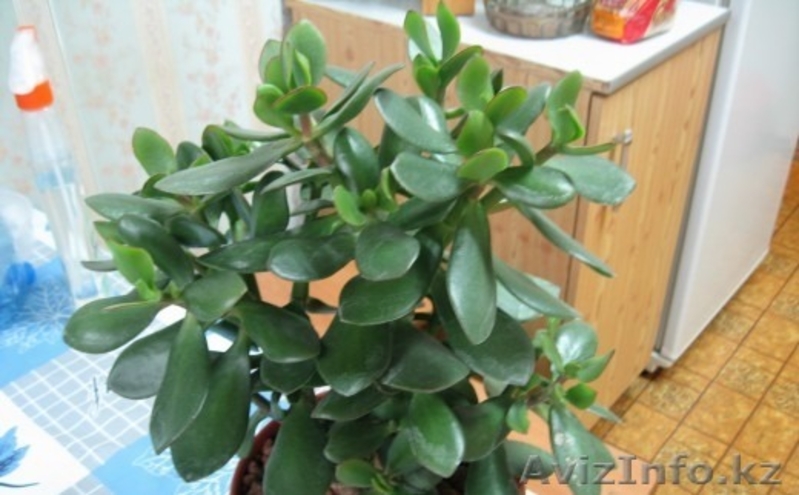 Денежное дерево продам недорого - Изображение #1, Объявление #1121443