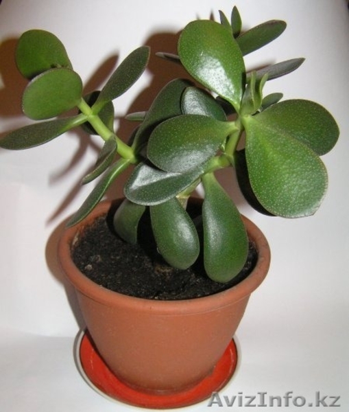 Денежное дерево продам недорого - Изображение #2, Объявление #1121443