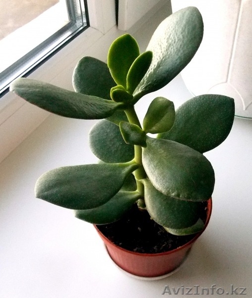 Денежное дерево продам недорого - Изображение #3, Объявление #1121443