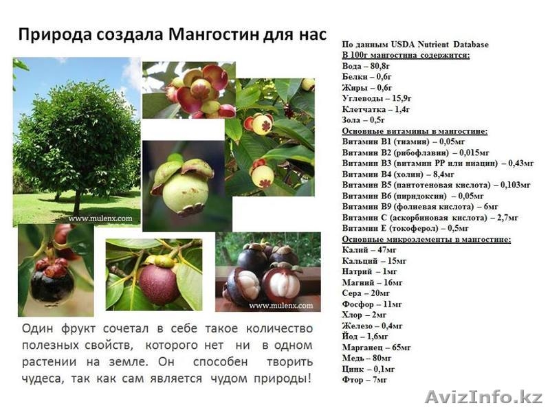 Сок ксанго в Костанае - Изображение #3, Объявление #1197268