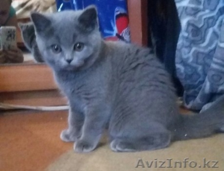 Шотландсткие Кошечки - Изображение #1, Объявление #1214796