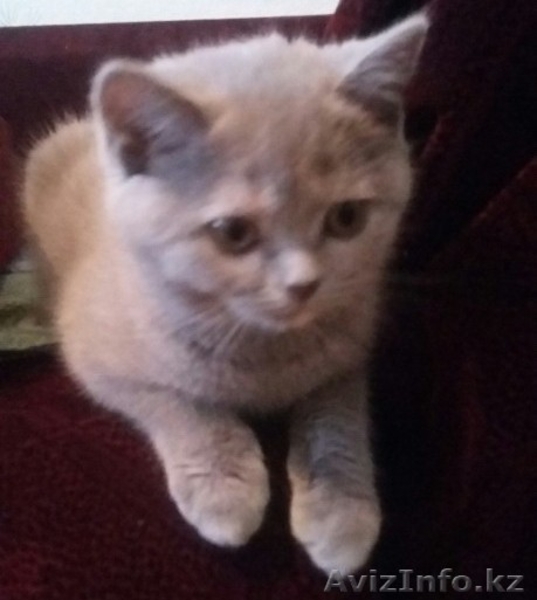 Шотландсткие Кошечки - Изображение #2, Объявление #1214796