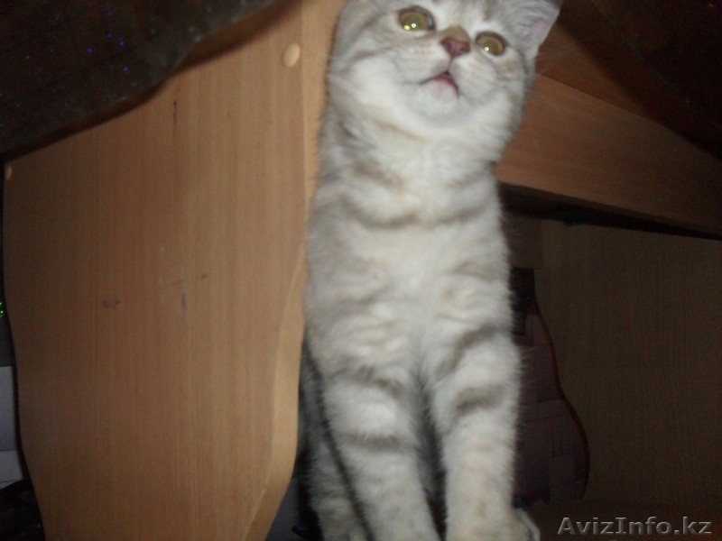 Продам британского котенка! - Изображение #1, Объявление #1220778