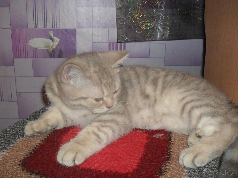 Продам британского котенка! - Изображение #3, Объявление #1220778