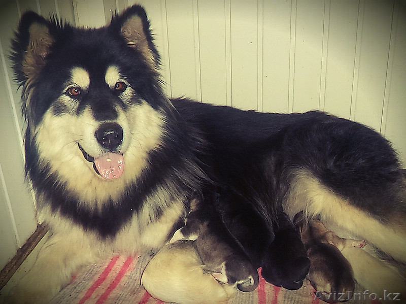 Маламуты с Аляски - Изображение #3, Объявление #1215929